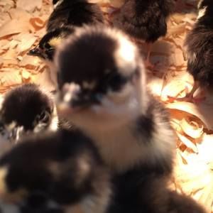 Meet your Posher, Bernadine